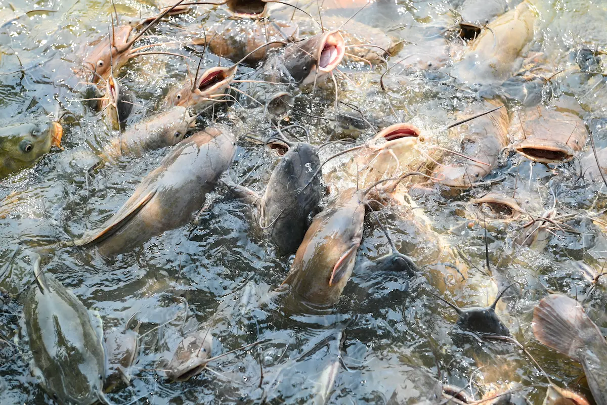 Cara Budidaya Ikan Lele untuk Pemula, dari Kolam hingga Panen